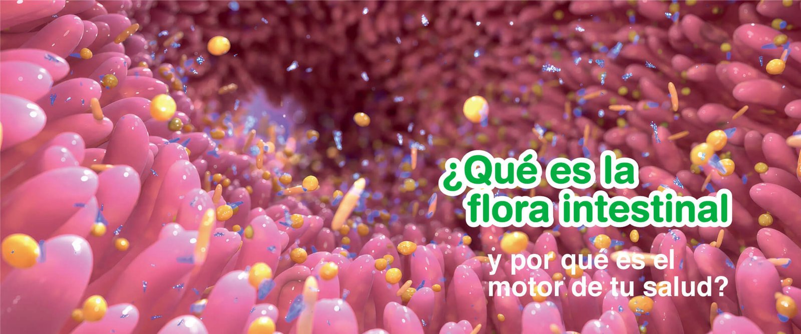 bonagermin-blog-banner-principal-que-es-la-flora-intestinal-2