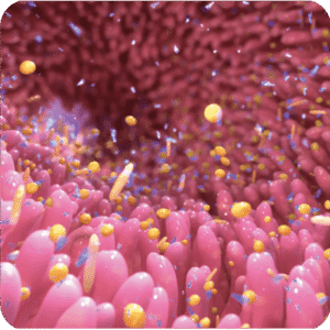 bonagermin-probiotics-blog-portada-que-es-la-flora-intestinal-3